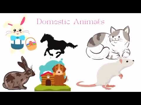 Domestic Animals for kids' learning.