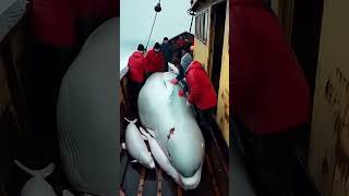 A Sailor's Compassion: Rescuing a Mother Whale and Her Newborn on the Open Sea#shorts