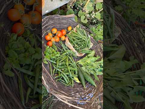 Vibrant coloured vegetables basket from garden(S-0145) #shorts #youtubeshorts #gardenharvest