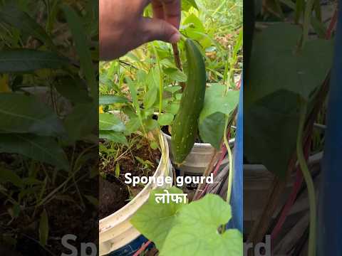 Surprise to see Luffa sponge gourd (S-089)#shorts #ytshorts #plants #garden #nature #youtubeshorts