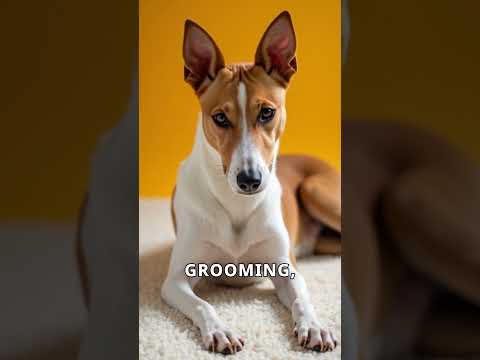 Discover the Unique Basenji Origins and Traits