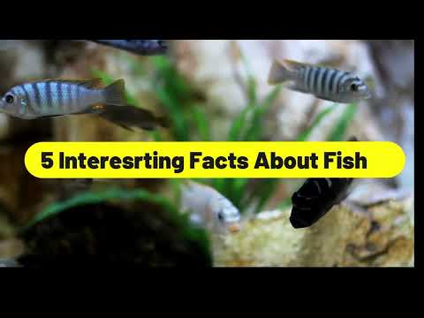 5 interesting facts about fish | interesting facts about betta fish | fish facts