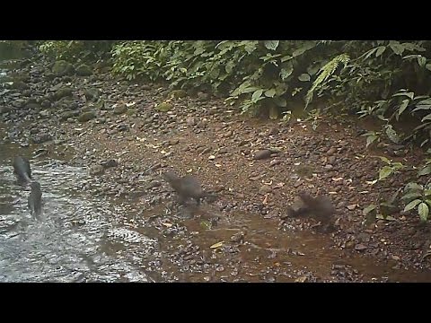 #FromTheField Asian short-clawed otters