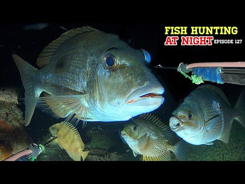 NIGHT SPEARFISHING EPISODE 127 | FISH HUNTING AT NIGHT