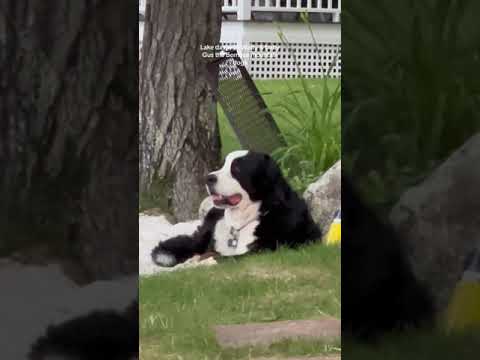 Bernese Mountain Dog Wants to go Swimming  Funny Dog Videos