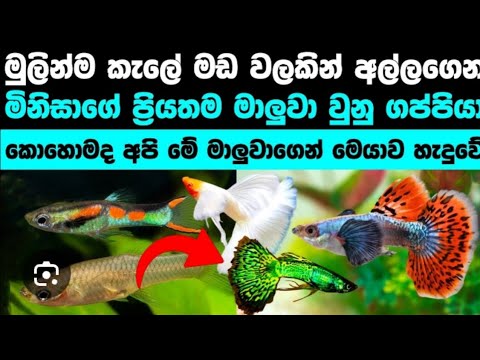 මුලින්ම කැලේ මඩවලකින් අල්ලගෙන මිනිසාගේ ප්‍රියතම මාළුවා වුන ගප්පි මාළුවා.(part 1)