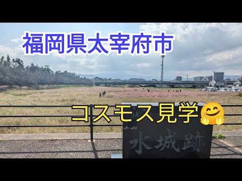 [National Special Historic Site] Cosmos at Mizuki Castle Ruins🤗Dazaifu City, Fukuoka Prefecture