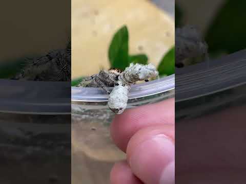 Pregnant Jumping Spider Eats Caterpillar! Autumn Feeding video! #shorts