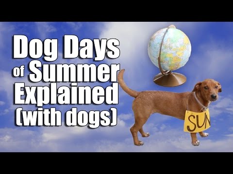 Dog Days of Summer Explained (with dogs)