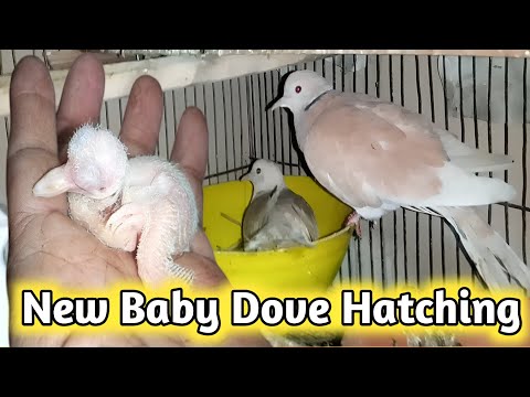 The dove baby came out of the egg | new baby dove welcome🕊