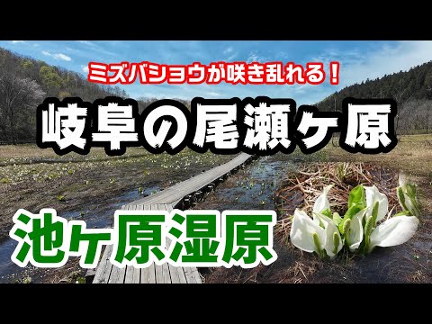 【岐阜の宝もの】岐阜の尾瀬　ミズバショウが咲き誇る池ヶ原湿原