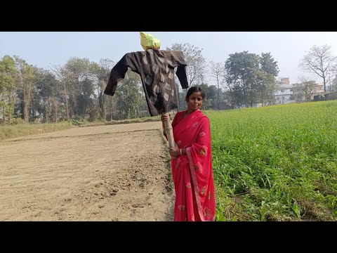 हमारा खेत का सारा आलू बंद शुगर खा गया  || kajal new || vlogs video || village lifestyle