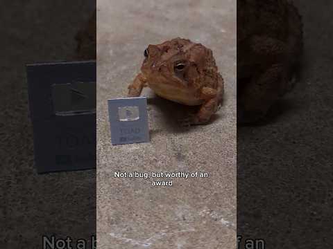 giving out YouTube creator awards to bugs #creator #toad #insects