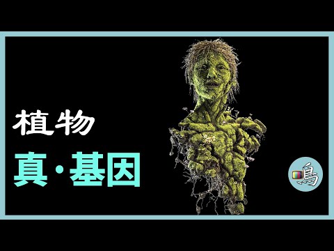 種子反對戰爭，2050年第6次生物大滅絕，植物居然提前做了準備  I Plant Noah's Ark