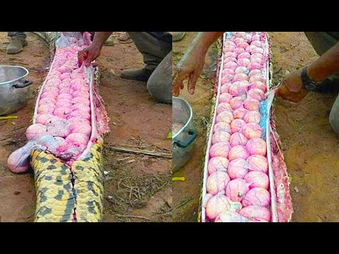 15 Most Unique Eggs In The World