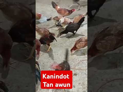 Ganito tawagin Ang manuk para silay lumapit#nativechickens #feedingchickens #nativechicken