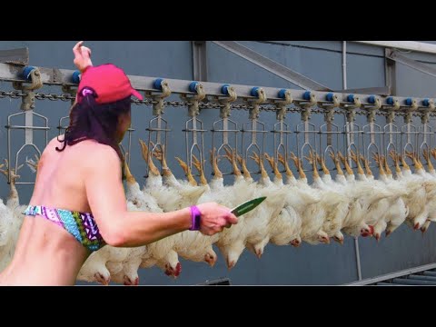 Amazing Chicken Mega Factory: Chicken Egg Incubation Technology - Broiler Raising Method & Process