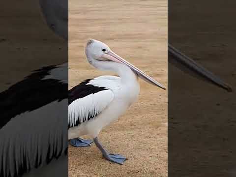 Pelicans of Mallacoota.