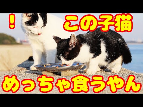 空腹でバクバク食べる子猫とは？ 子猫とさくらねこへの給餌 癒され野良猫動画 感動猫動画