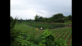 [번호 383535] 충남 부여군 임천면 저렴한전원주택지매매 토지급매매 농가주택지급매물 귀농귀촌부지매도 농지매각 5필지 관리지역 면적:7,871㎡ 부동산직거래