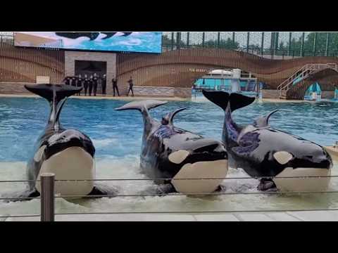 Orca Encounter (Full Show) - SeaWorld Orlando - August 28, 2024