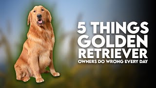 5 Things Golden Retriever Owners Do Wrong Every Day