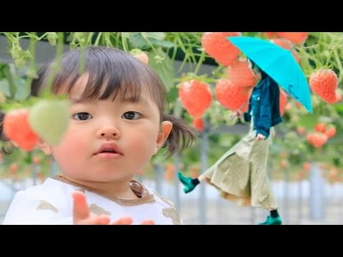 雨の日のお出かけは【いちご狩り】Let's go strawberry picking on a rainy day