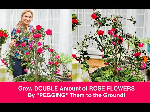 🌹Bend Climbing Roses to the Ground & TRIPLE the # of 🌹ROSE FLOWERS! Shirley Bovshow-Hallmark Channel