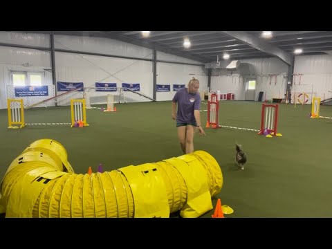 AKC Agility League Season 7 Round 2