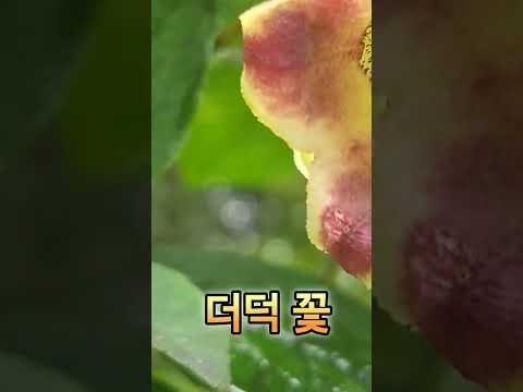 비내리는 더덕 꽃