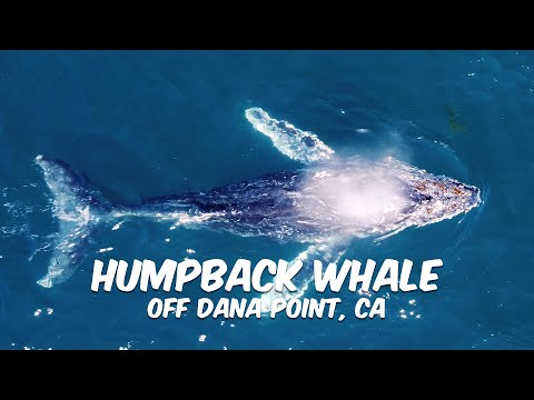 Humpback Whale off the Coast of Dana Point