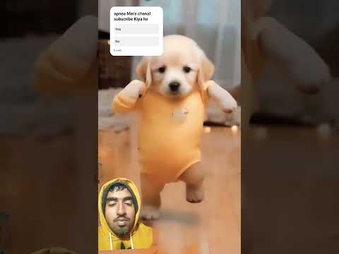 Funny Dog dance shorts 🤣.. #dogdance #dog .