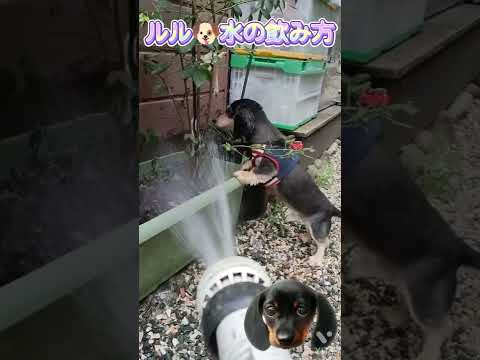 愛犬ルルのお水の飲み方🐶🫰