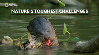 Resilient Species of the Jungle | Hostile Planet | हिंदी | Full Episode | S1 - E1 | Nat Geo Wild