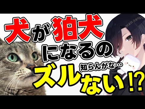 【 マロ読み 】ネコだって信仰されたい！猫と日本人の話【 雑談 民俗学 Vtuber 天道巳弧 睡眠用 作業用 】