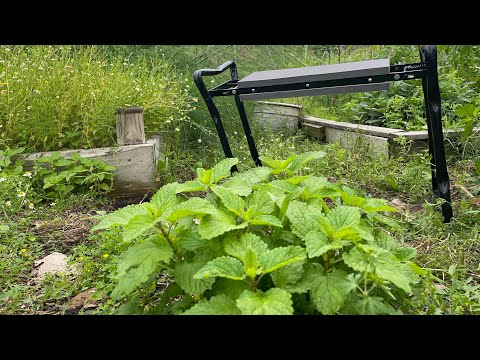 Texas Permaculture Garden | Herb Harvesting | Chickens In The Garden