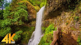 8 HOURS Forest Walk along the Trail of Ten Falls - Waterfalls of Silver Falls State Park in 4K UHD