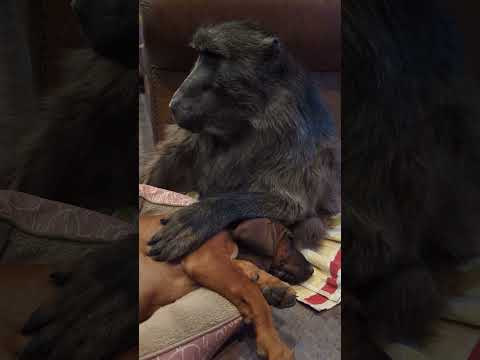 The perfect Baboon and Puppy duo! 🐶🐒