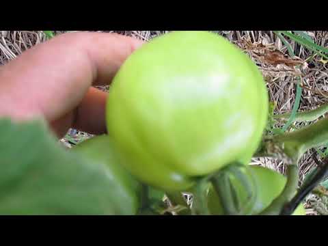 Plantação de tomate no quintal