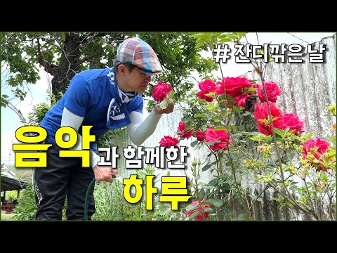 음악과 함께하는 주말시골브이로그 / 잔디깎기, 상추수확, 물주기, 텃밭 / countryside, gardening