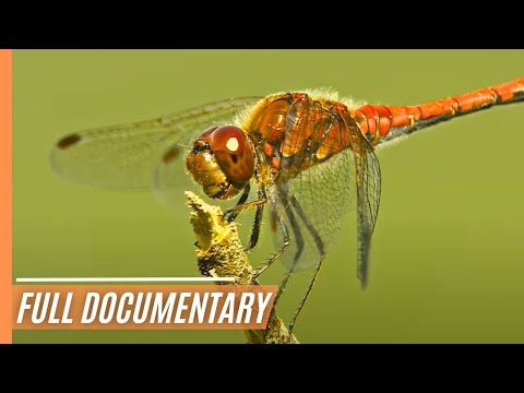 Nature's Innovations - Survival in a changing world | Full Documentary