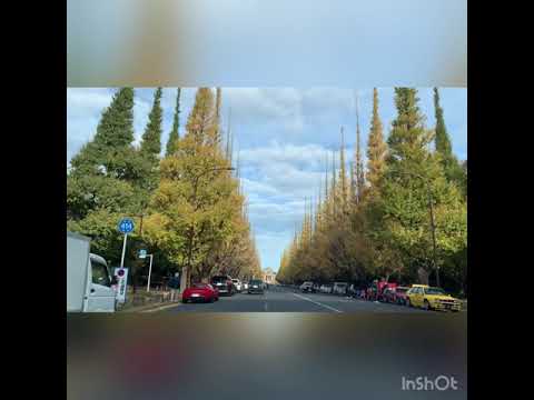 【神宮外苑】銀杏並木🍁2020  [Jingu Gaien] Ginkgo Alley🍁2020