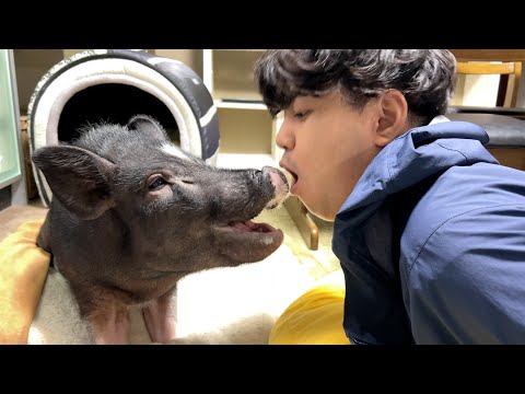 Micro pig sniffing a person's mouth.