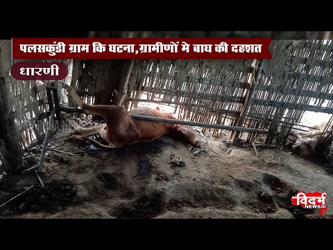 Dharni | बाघ ने हमला कर बैल को उतारा मौत के घाट