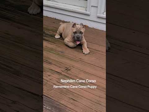 Formentino Cane Corso Puppy #canecorso #canecorsolovers #largebreed #italianmastiff