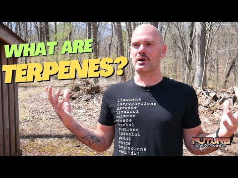 What are Terpenes?