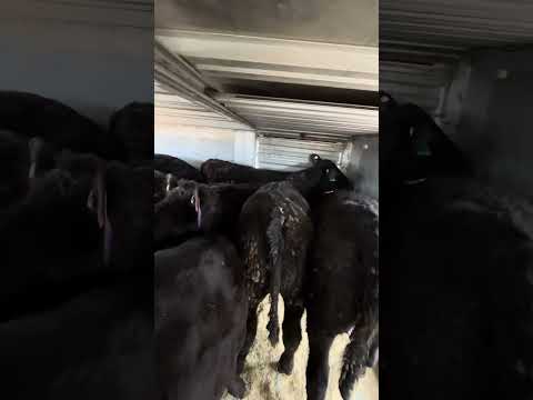 Loading calves 6 #cow #calf #cattle #trucker