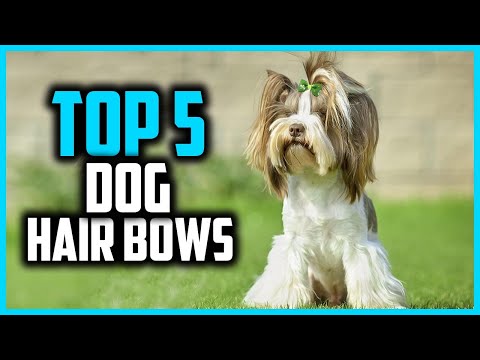 ✅Top 5 Best Dog Hair Bows in 2025