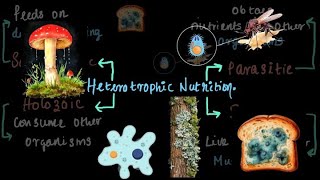 Types of Heterotrophic Nutrition Explained| Middle School Science | Khan Academy