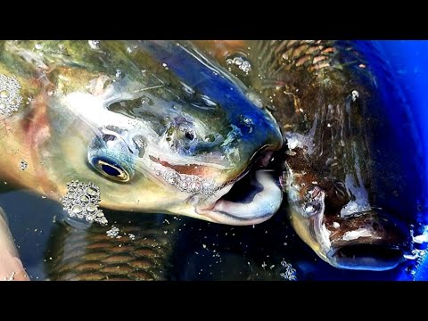 Cute fish video fish tank | Amazing fish video